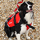 Petfloat from Crewsaver
